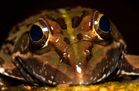 Closeup of a frog looking out of the waterの写真素材