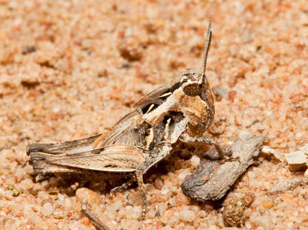 Macro of a brown grasshopper sitting on the groundの写真素材