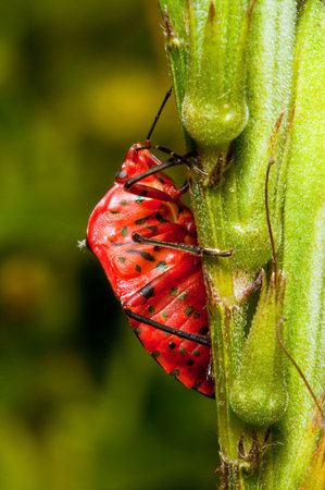 Macro of a red spotted insect on a green twig