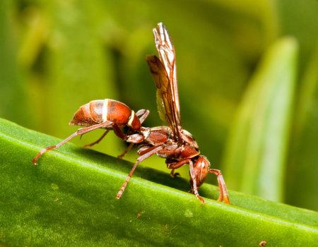 Macro of a brown wasp on a green plant