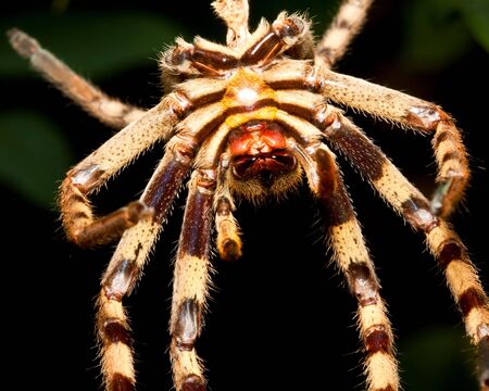Macro of a spider of a hairy brown spiderの写真素材