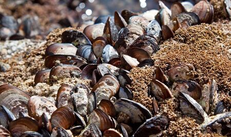 Colony of Mussles growing on a wet rockの写真素材