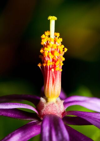 Macro of a purple pink and yellow lilly standing out away from the petalsの写真素材