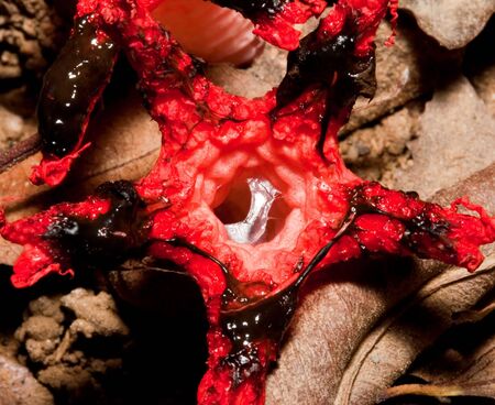 Macro of a red shiny slimy fungus on a forest floorの写真素材