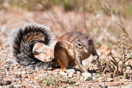 Ground squirrel eating grass seeds on the ground in the desertの写真素材