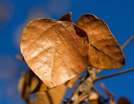 Brown leaves against a bright blue sky macro with detail autumnの写真素材