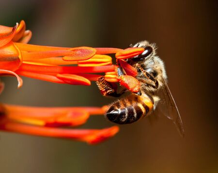 Macro of bee hanging onto a orange flower の写真素材