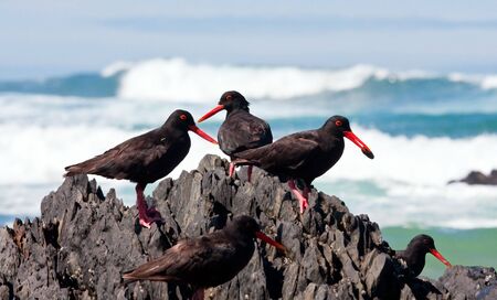 African Oyster Catchers sitting on a jagged rock looking for foodの写真素材