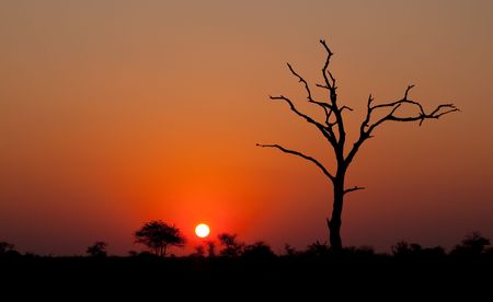African sunset with a tree silhouetteの写真素材
