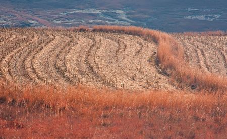 Farm landscape of harvested corn fields with interesting lines patternの写真素材
