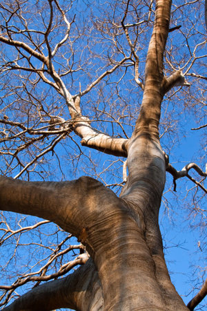 Big tree with branches and clear blue sky as background