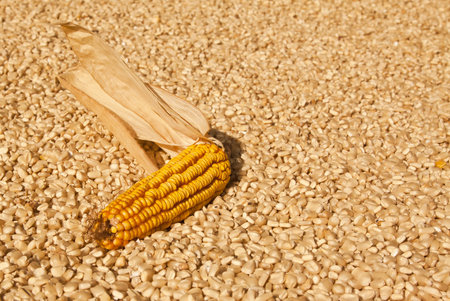Yellow corn dry  head lying on white corn for a background