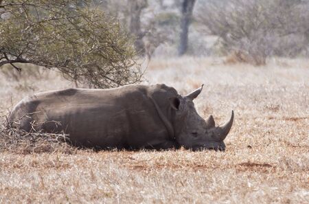One rhino lying under a thorn bush in the sunの写真素材