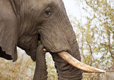 Elephand eating thorn bush and chew branchの写真素材