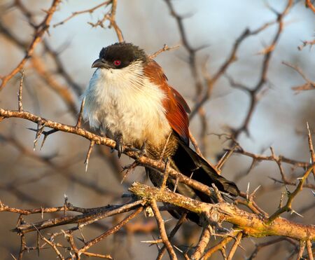 Cougal sitting in a dry thorn tree early in the morningの写真素材