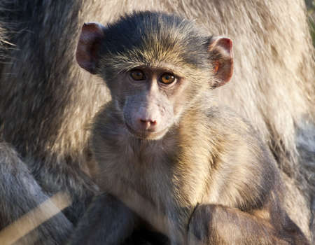 Baby baboon sitting on his mother's lap in the morning sunの写真素材