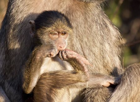 Baby baboon sitting on his mother's lap in the morning sunの写真素材