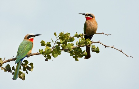 Two white fronted bee-eaters on a branch with blue skyの写真素材
