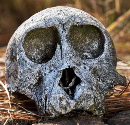 Old white baboon skull lying on grassの写真素材