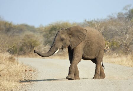 Young elephant crossing the road looking for his momの写真素材