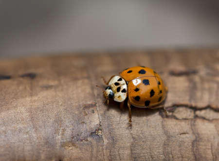 Orange ladybird on brown wood macroの写真素材