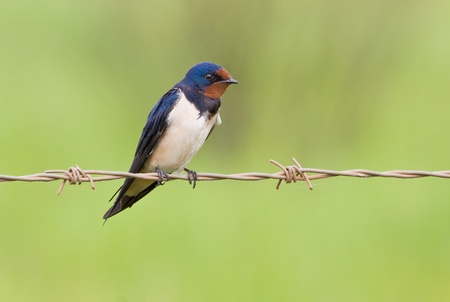 Barnswallow sitting on a barbwire with soft green backgroundの写真素材