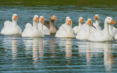 Flock of white geese swimming on a pondの写真素材