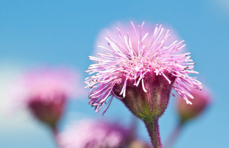 Purple flowers against blue sky macro sunchinの写真素材