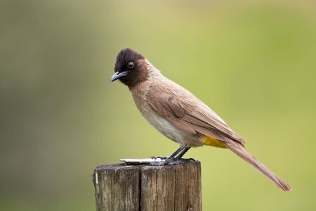Black eyed bulbul sitting on a pole on green backgroundの写真素材