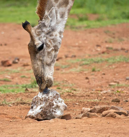 Giraffe licking salt on the ground low downの写真素材