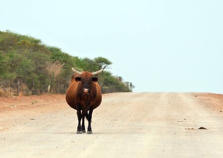 Brown cow walking along a dirt road in Africa sunshineの写真素材