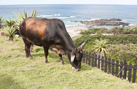 Brown bull eating grass with the ocean in background in sunshineの写真素材