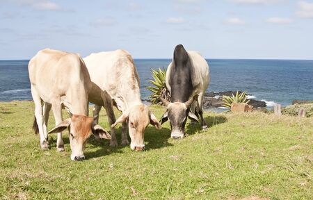 Three cows eating grass with the ocean in background in sunshineの写真素材