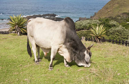 White bull eating grass with the ocean in background in sunshineの写真素材