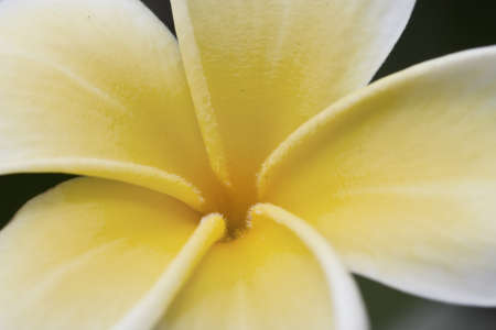 Macro of white and yellow Frangipani on dark green backgroundの写真素材