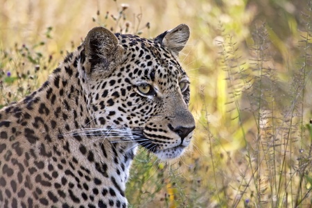 Leopard head closeup in long grass shadeの写真素材