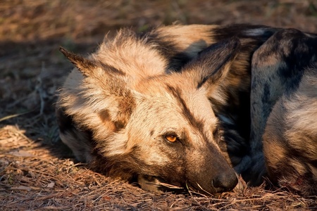 Wild dog lying in the on grass in sun closeup detailの写真素材