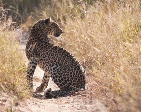 Leopard sitting in dirt road, staring at antilope near byの写真素材