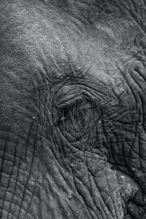 Close-up of an elephant's eye with very long eye lashesの写真素材