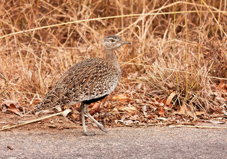 Red-crested korhaan walking in the bush in South Africaの写真素材