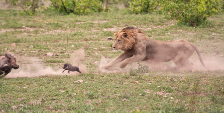 Male lion chasing baby wartog, with the mother close by