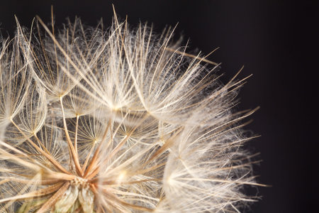 Dandilion seeds ready to be blown away, taken against a black background