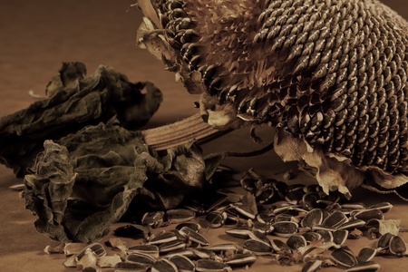 Dead sunflower with fallen seeds, creating an old, rustic lookの写真素材