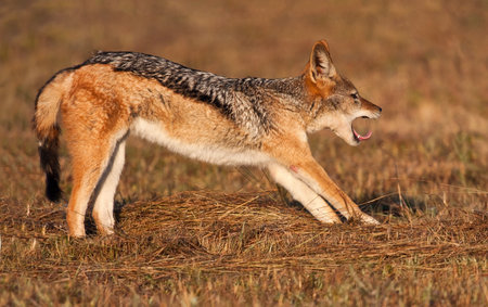 Jackal stretching out while yarning