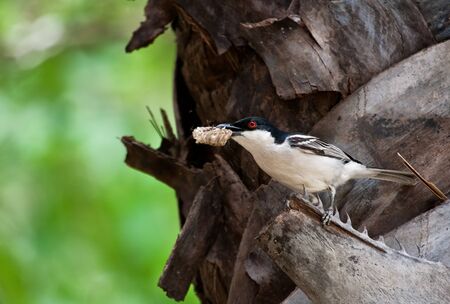 Black-backed puffback with honey comb sitting in a treeの写真素材