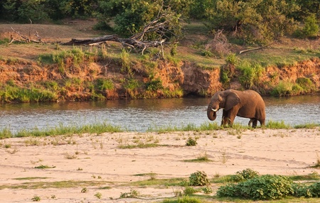 Elephant bull standing next to river eating grassの写真素材