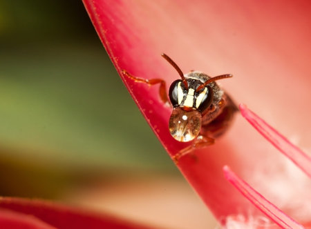 Funny little bug blowing water bubble while sitting on a red flower