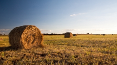 Bale field with blue skyの写真素材