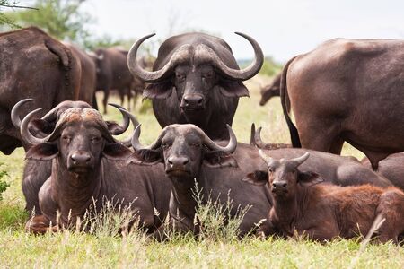 Buffalo herd resting on grass family hot dayの写真素材