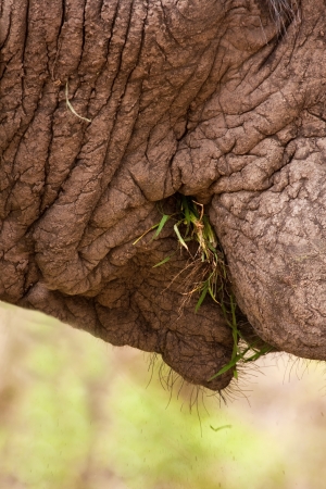 Close-up of elephant eating green grass with mouthの写真素材
